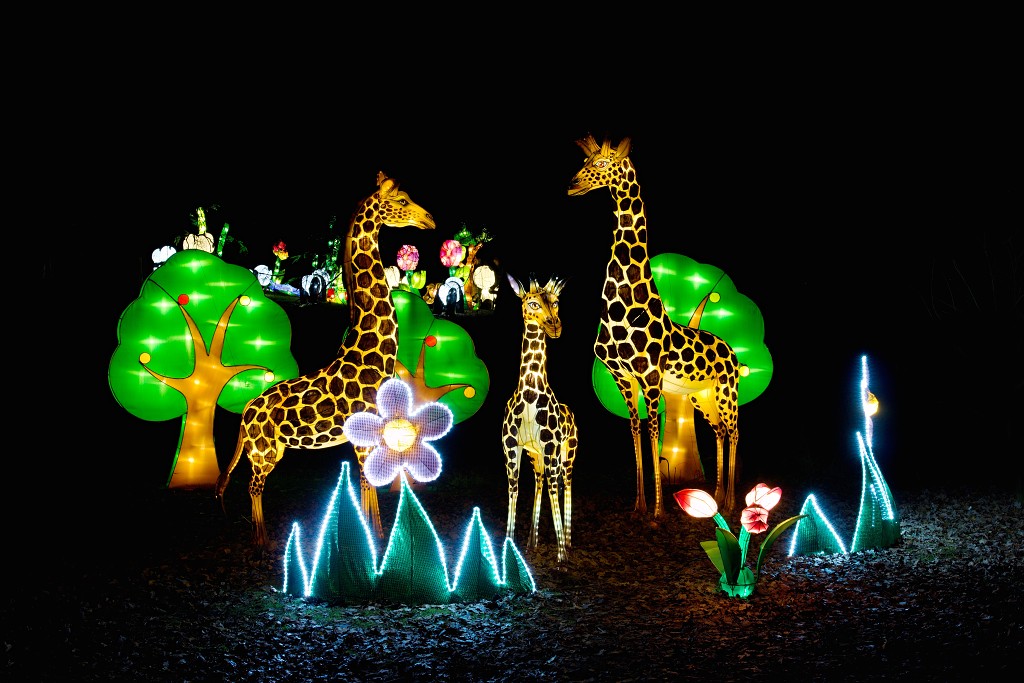 china light licht festival lichtshow show festiviteit glow evenement event chinees chinese verlichting draak dragon lichtfestival zoo